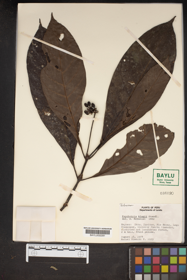 Carapichea image