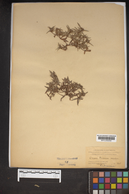 Crusea tricocca image