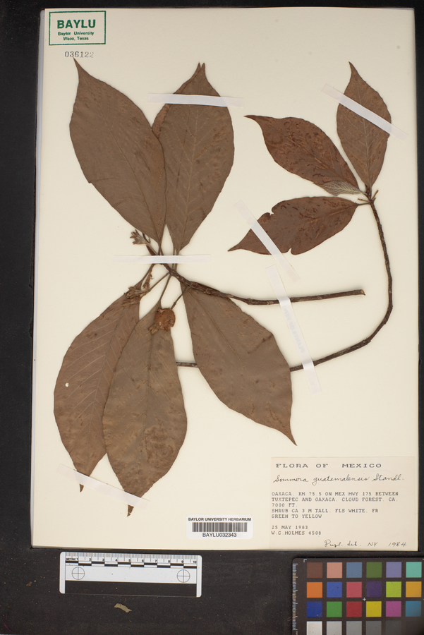 Sommera guatemalensis image