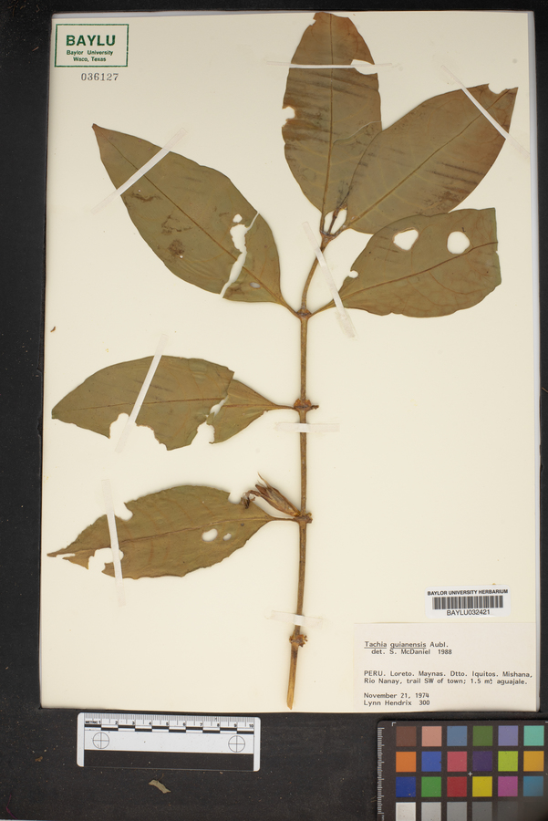 Tachia guianensis image