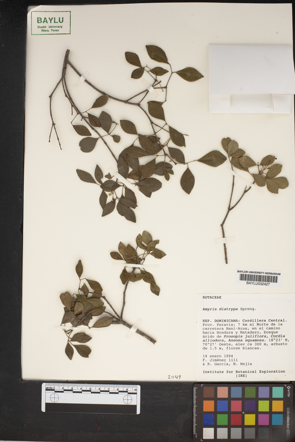 Amyris diatrypa image