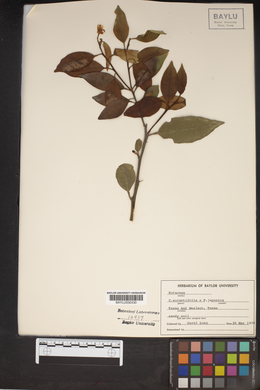 Citrus aurantifolia image