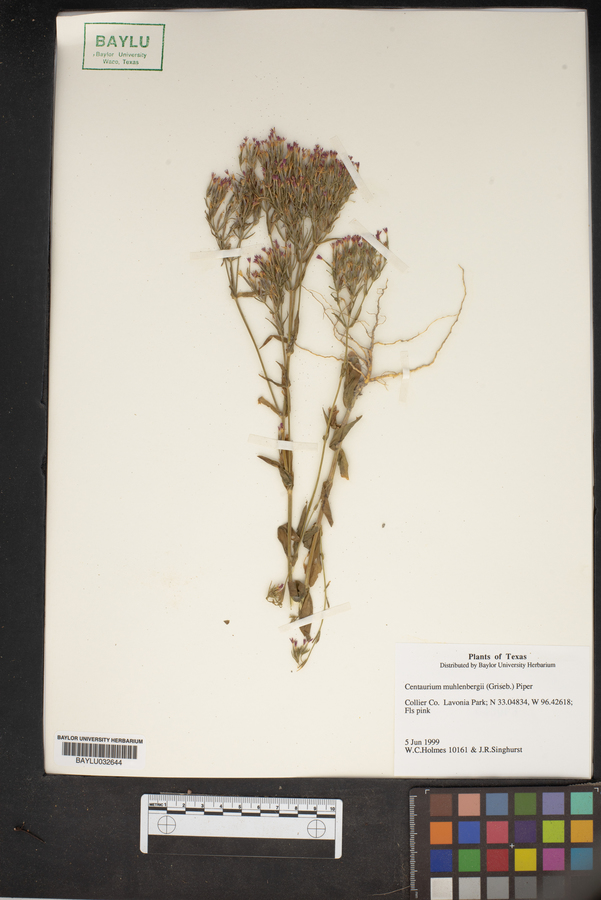 Zeltnera muehlenbergii image