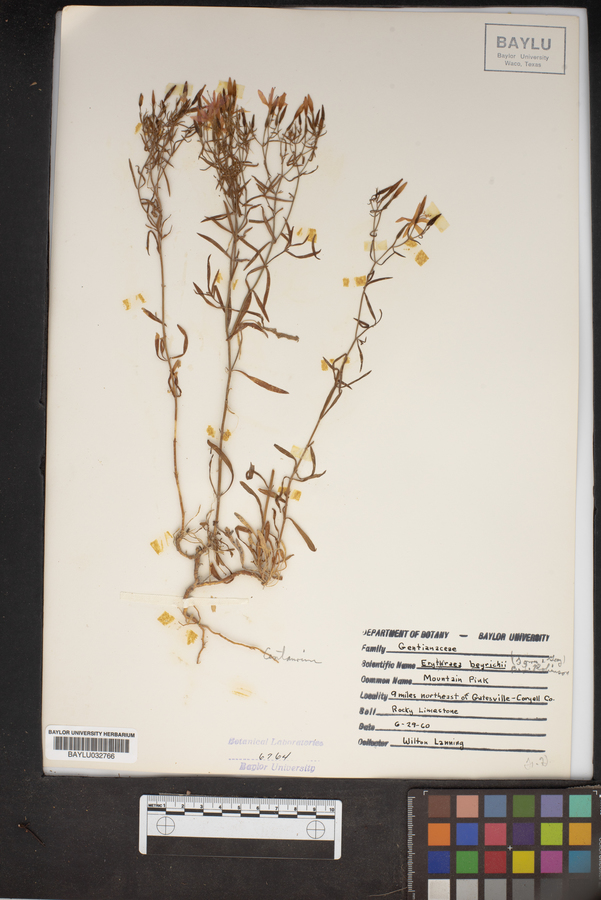 Erythraea beyrichii image