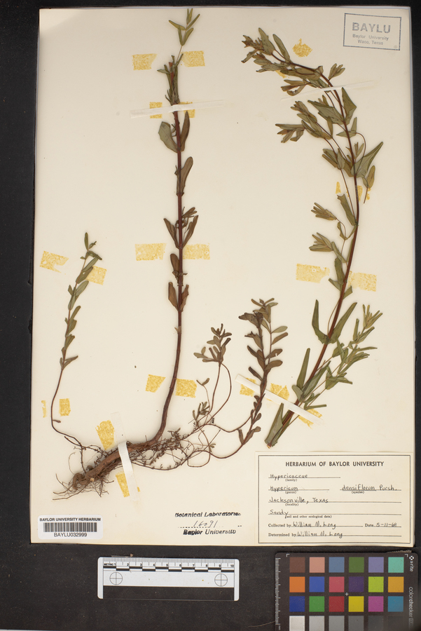 Hypericum densiflorum image