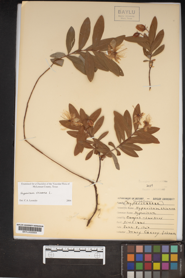 Hypericum chinense image