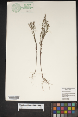 Hypericum drummondii image