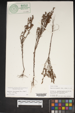 Hypericum drummondii image