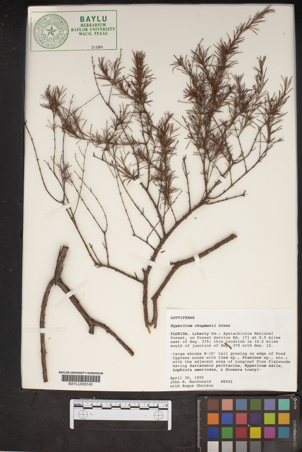 Hypericum chapmanii image