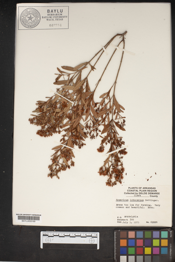 Hypericum lobocarpum image