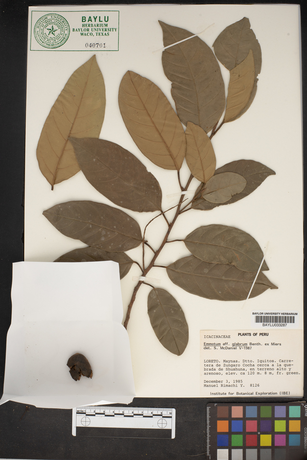 Emmotum image