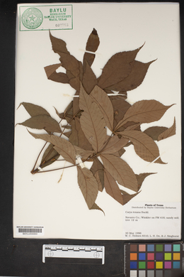 Carya texana image