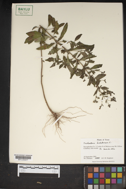 Trichostema dichotomum image