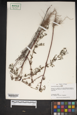 Trichostema dichotomum image