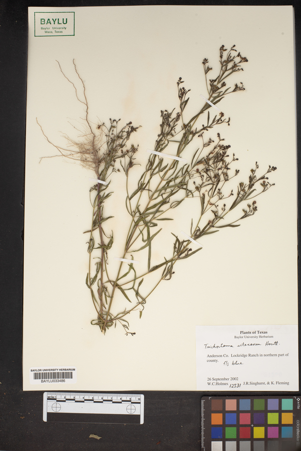 Trichostema setaceum image