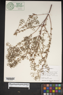 Trichostema dichotomum image