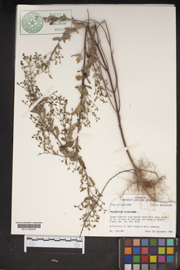 Trichostema dichotomum image