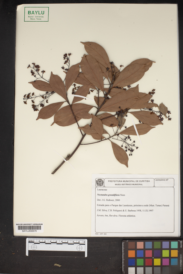 Nectandra grandiflora image