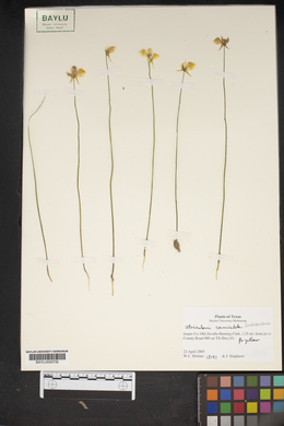 Image of Utricularia cucullata