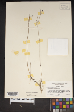 Utricularia gibba image