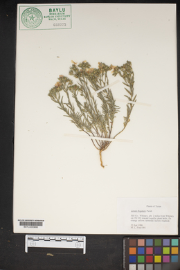 Linum rigidum image