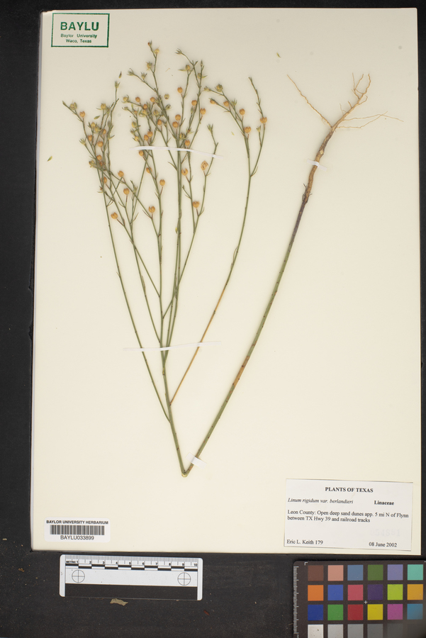 Linum rigidum image