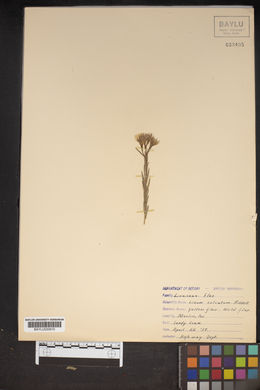 Linum sulcatum image