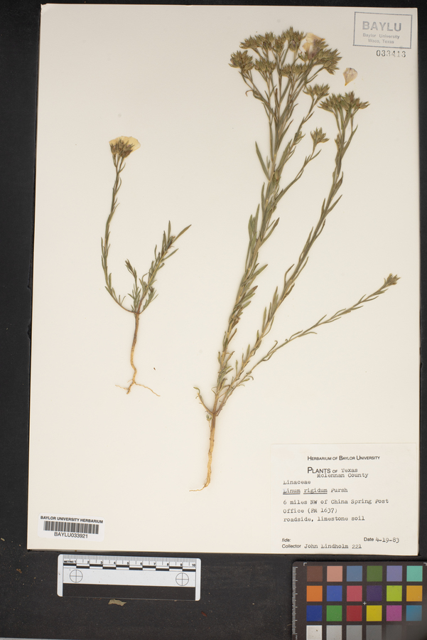 Linum rigidum image