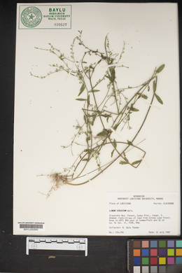 Linum striatum image