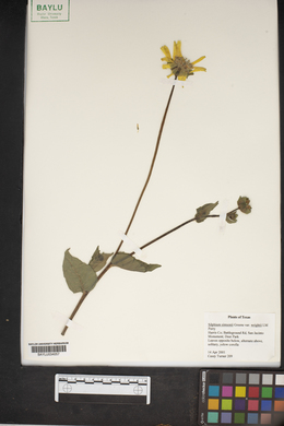 Silphium simpsonii var. wrightii image