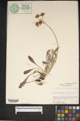Packera bellidifolia image