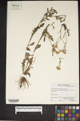Senecio jacobaea image