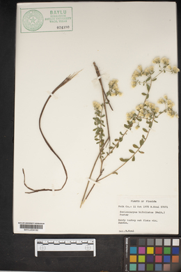 Sericocarpus tortifolius image
