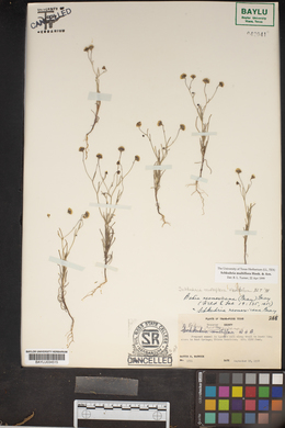 Picradeniopsis multiflora image