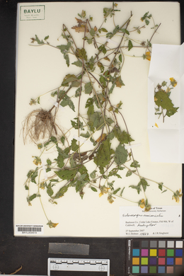 Sclerocarpus uniserialis image