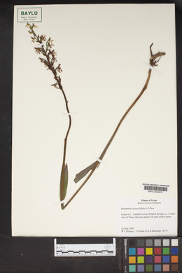 Platanthera lacera image