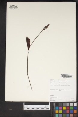 Pogonia ophioglossoides image