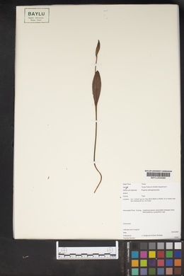 Pogonia ophioglossoides image