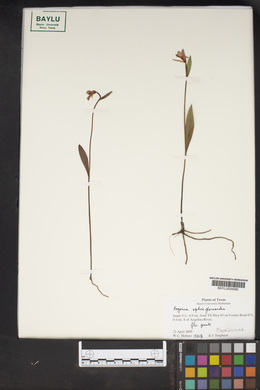 Pogonia ophioglossoides image