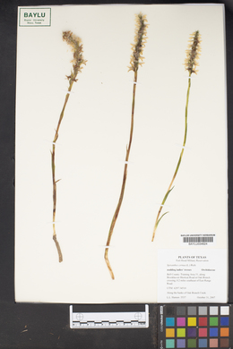 Spiranthes cernua image