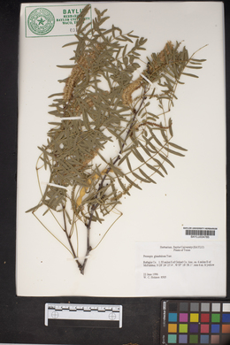 Prosopis glandulosa image
