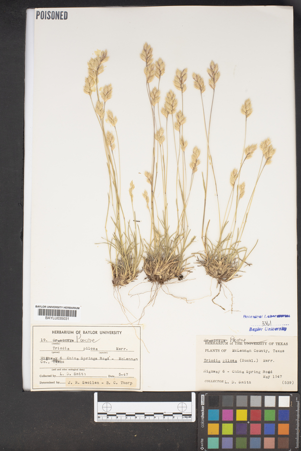 Triodia pilosa image