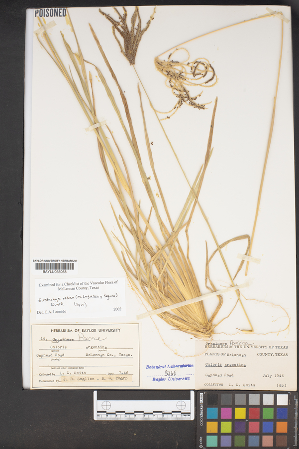 Chloris argentina image
