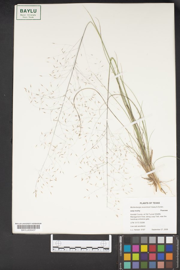 Muhlenbergia reverchonii image