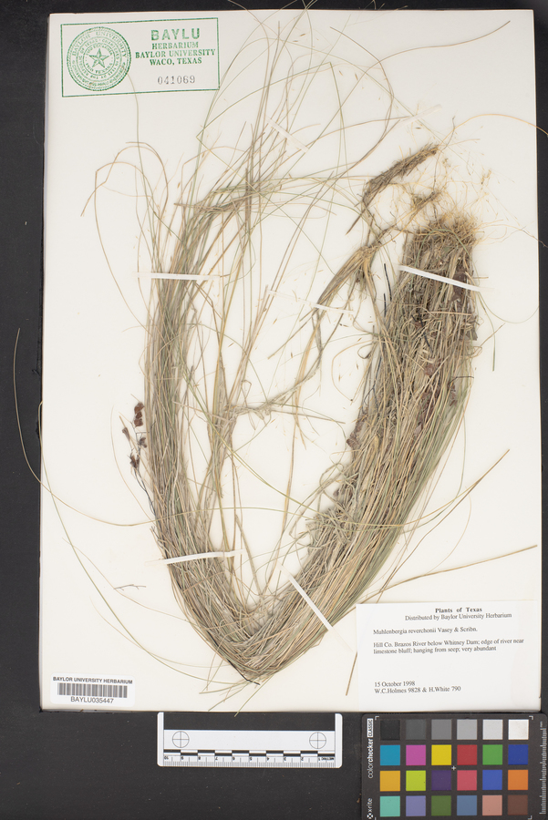 Muhlenbergia reverchonii image