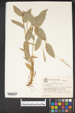 Olyra ciliatifolia image