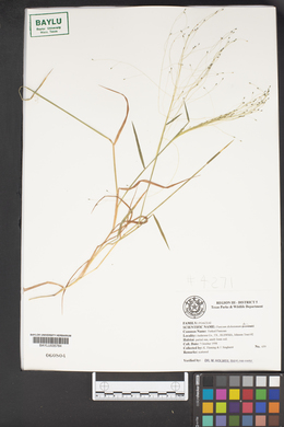 Panicum dichotomum image