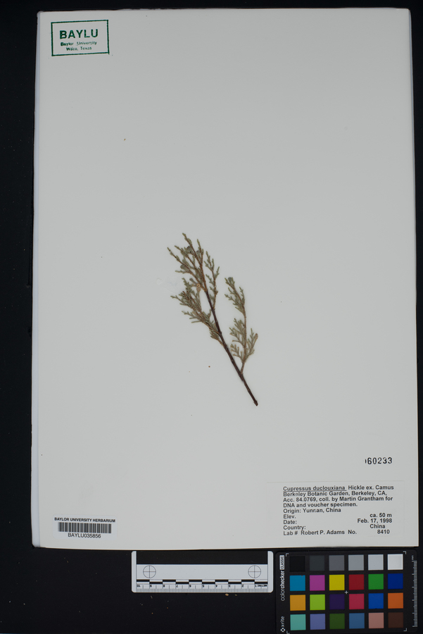 Cupressus duclouxiana image