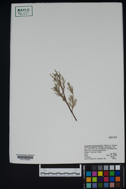 Image of Cupressus duclouxiana