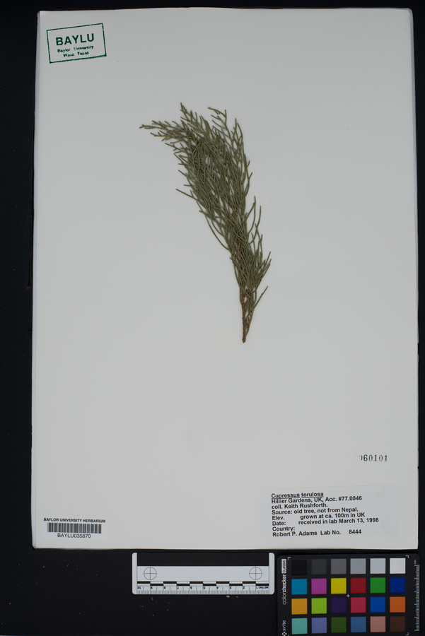 Cupressus torulosa image